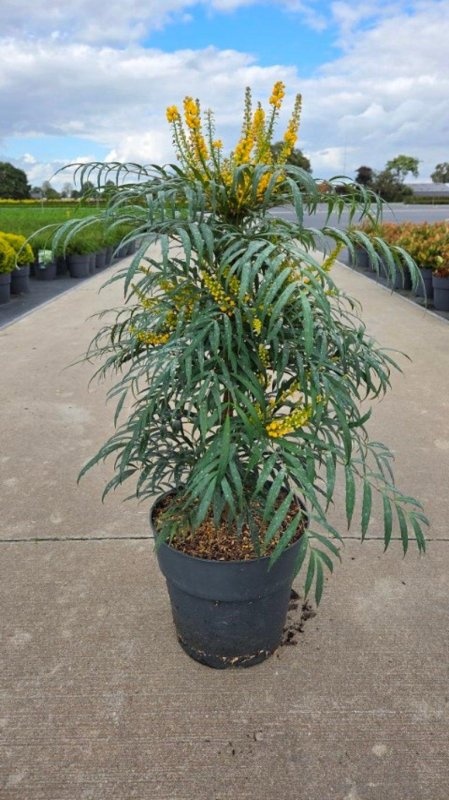 Mahonia Volcano, D 29