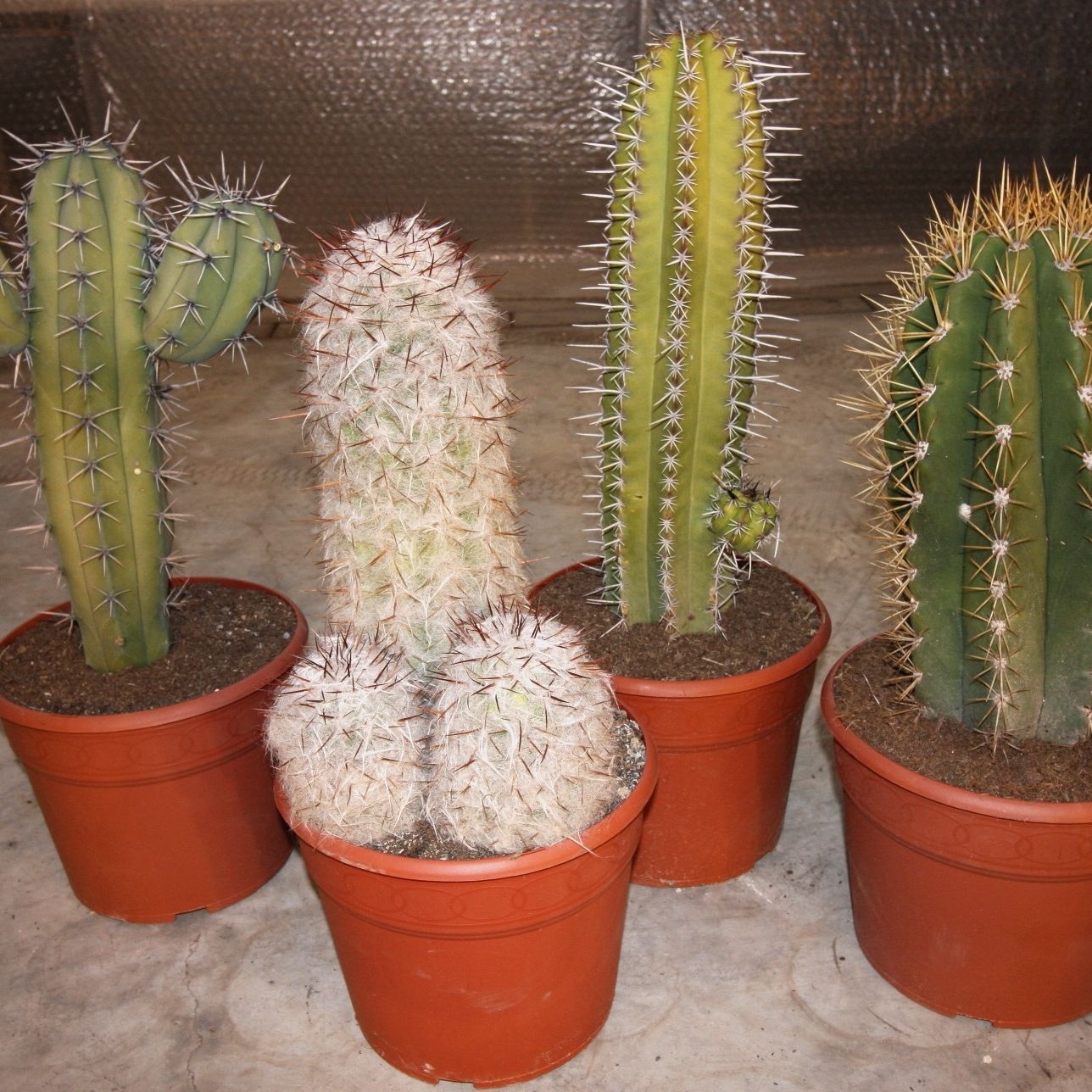 545 Zuilen mix XXL 28 cm, D 28