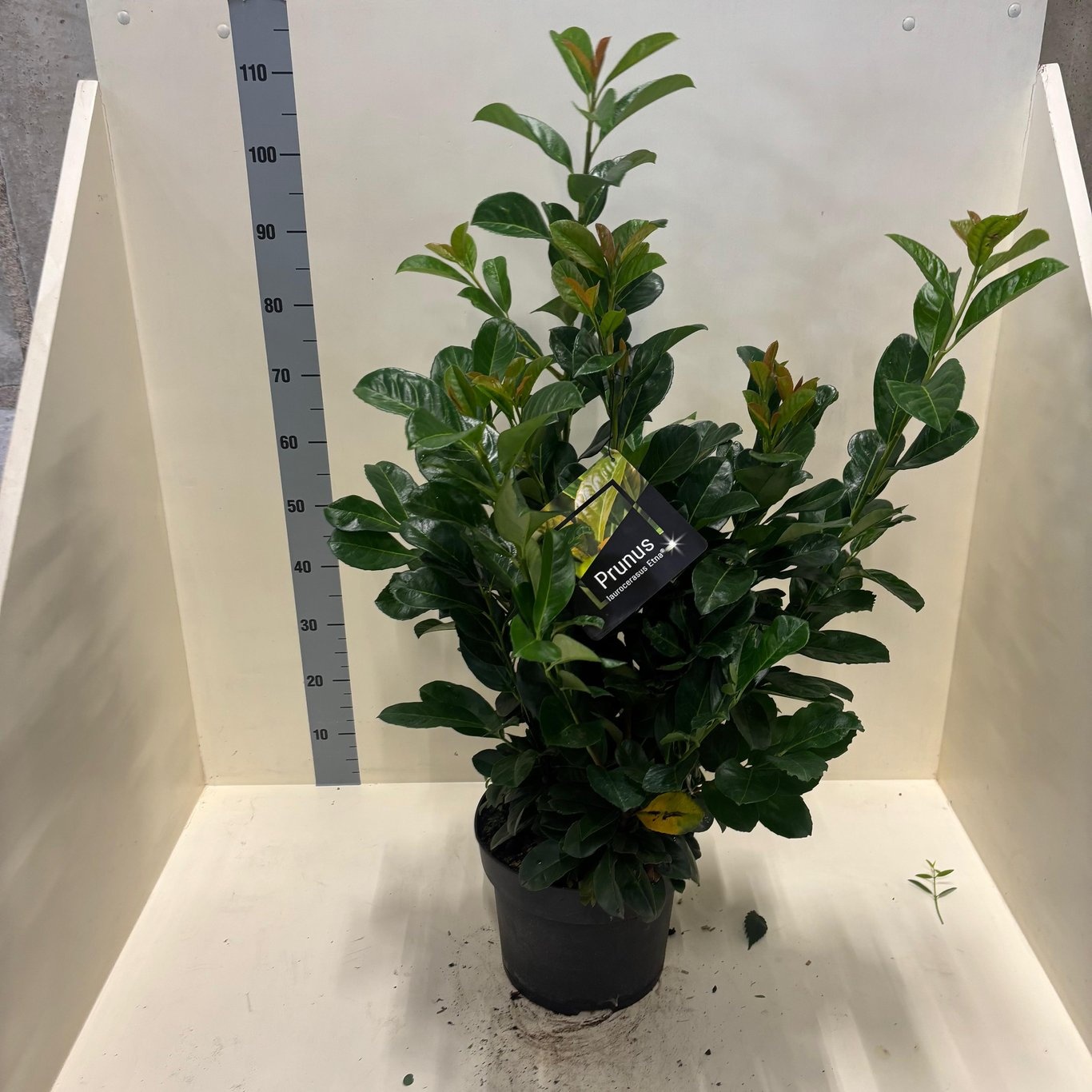 Prunus l. Etna, D 28 cm