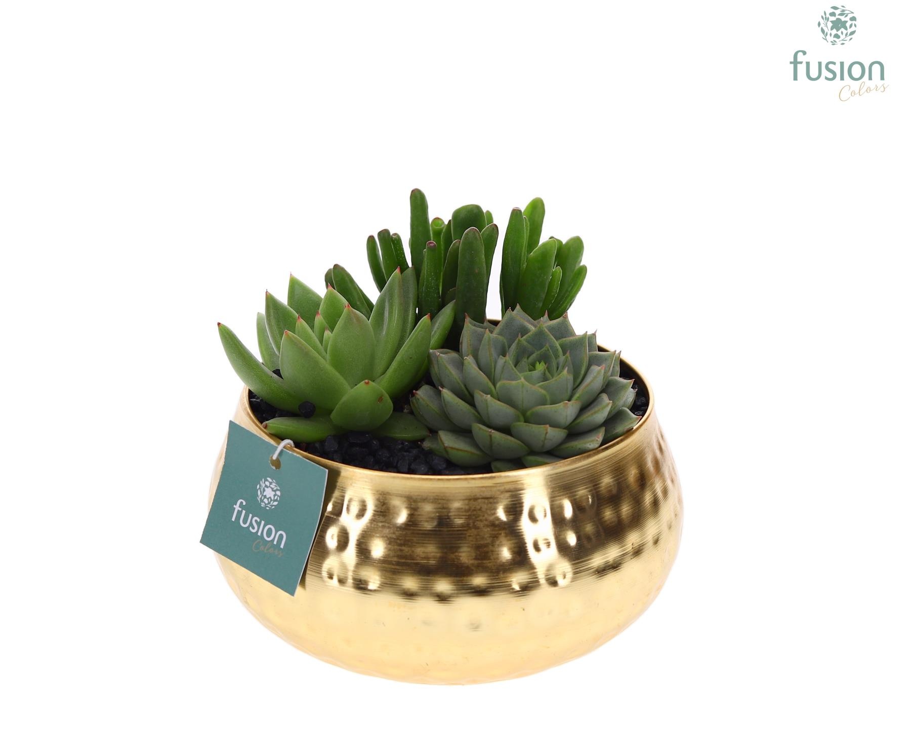 Schaal Indian metaal goudkleurig met Succulenten, D 15