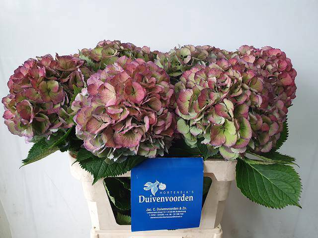 Гортензия Элбтал Классик 80, шт.