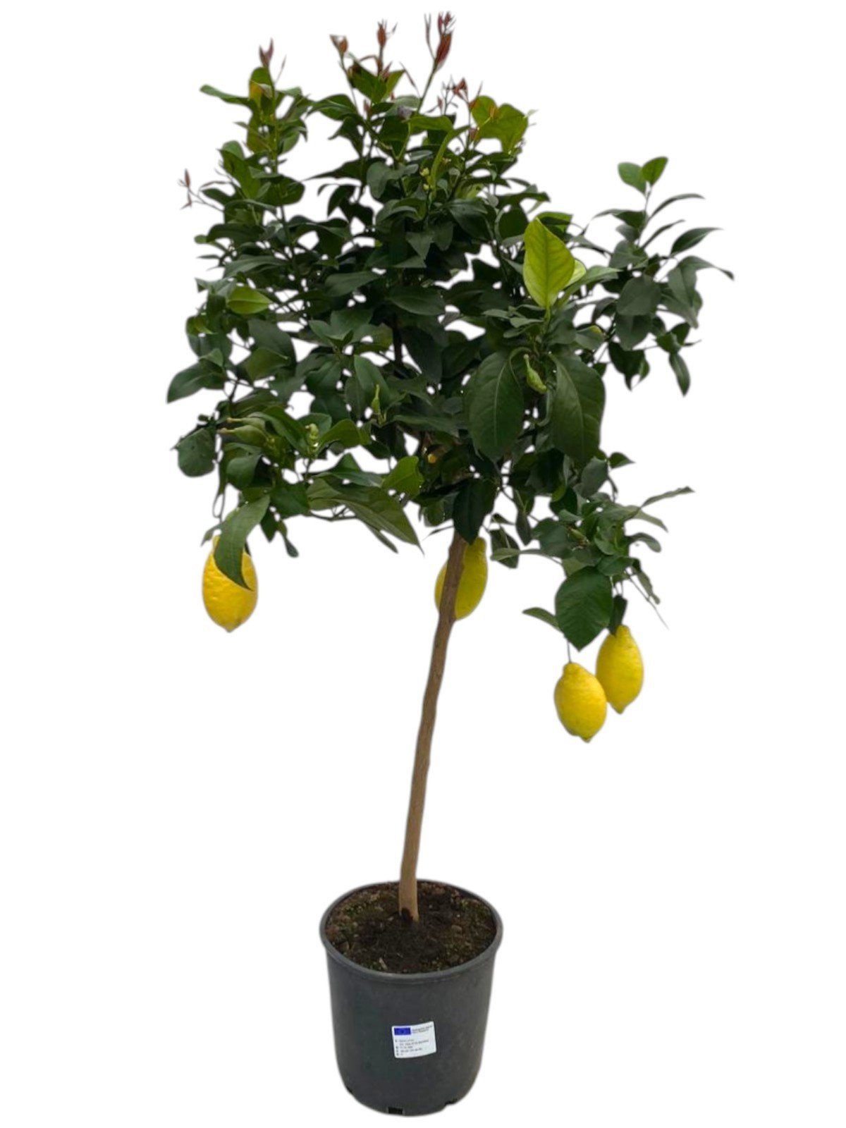 Citrus Lemon "op stam" - 1/4 vruchten, D 22