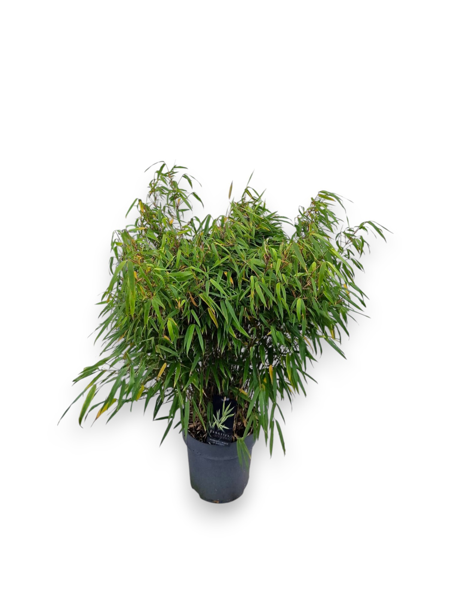 Fargesia 'rufa' C10/P27 - Niet-woekerende Bamboe, D 27