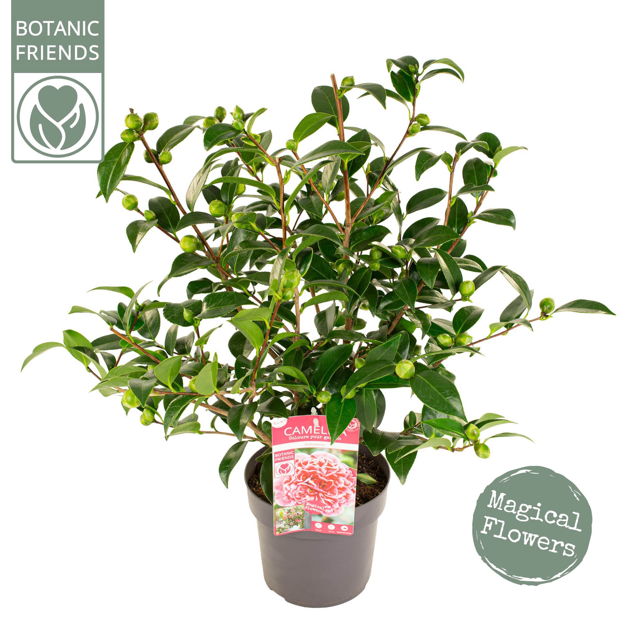 Camellia wil. 'Volunteer' ® Premium, D 19