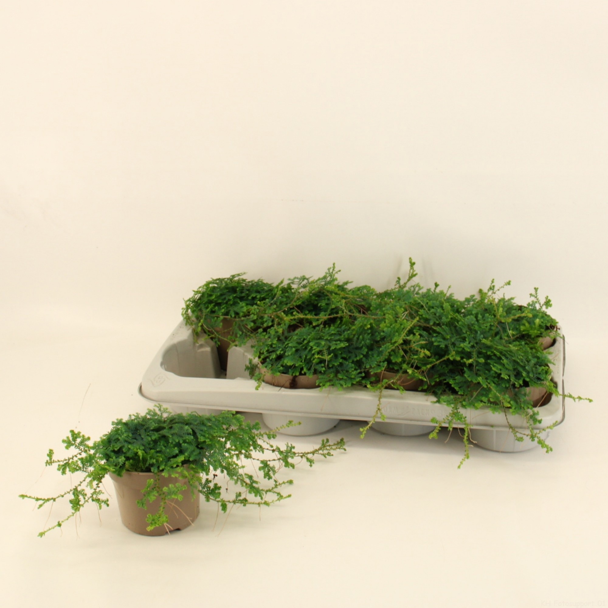 Selaginella 'Peacock', D 12