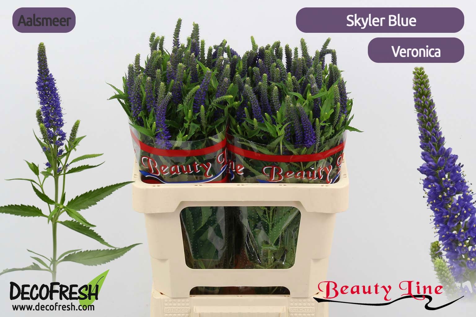 Вероника Скайлер Блю 55, шт.