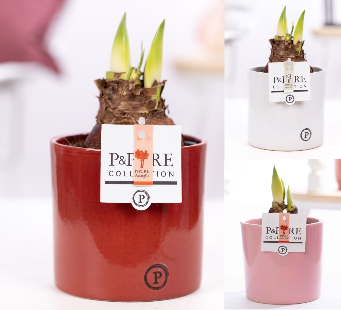 Hippeastrum mix in P&PURE Essential ceramics ass.3, D 12
