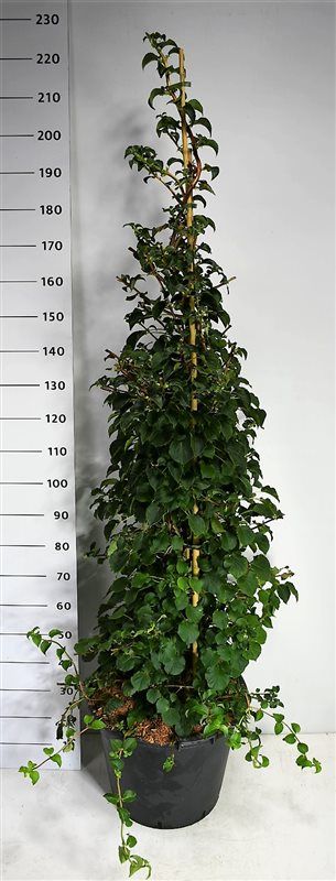 Hydrangea petiolaris, D 54