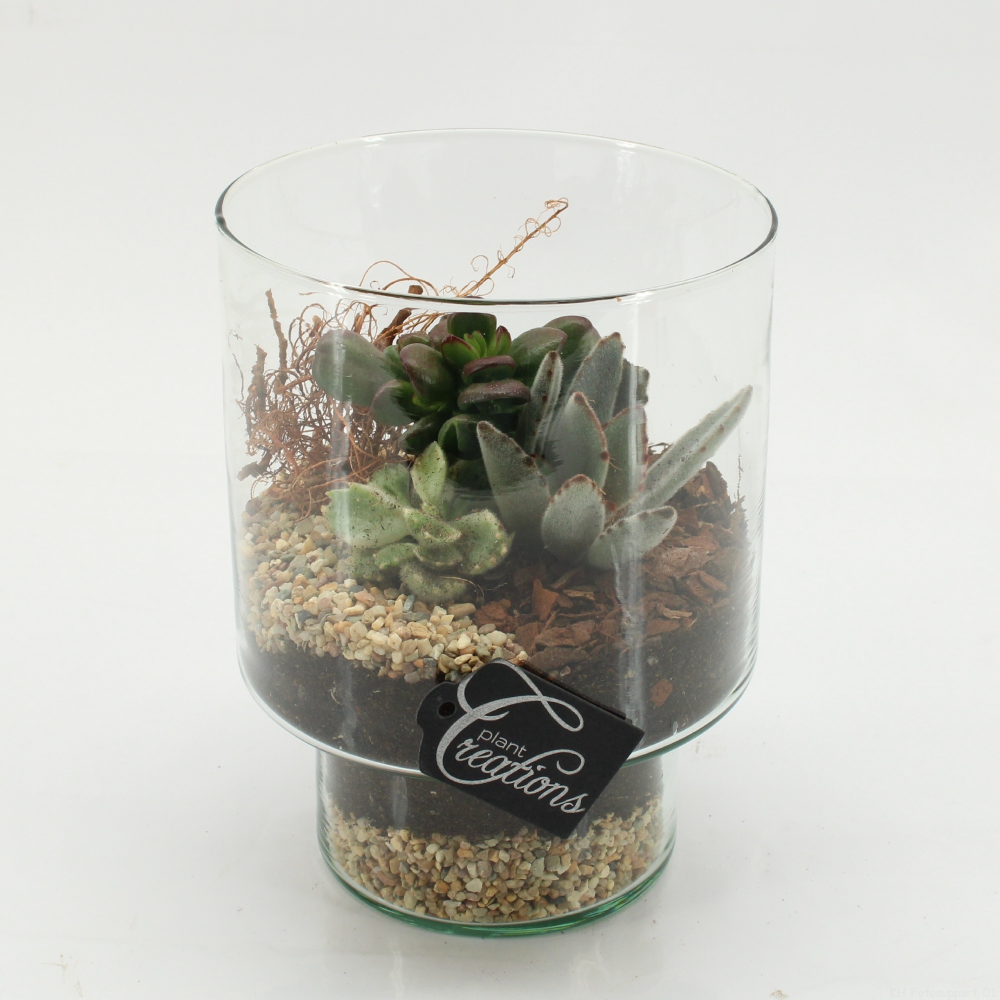 SUCR-2601 Succulent Essentials, D 15