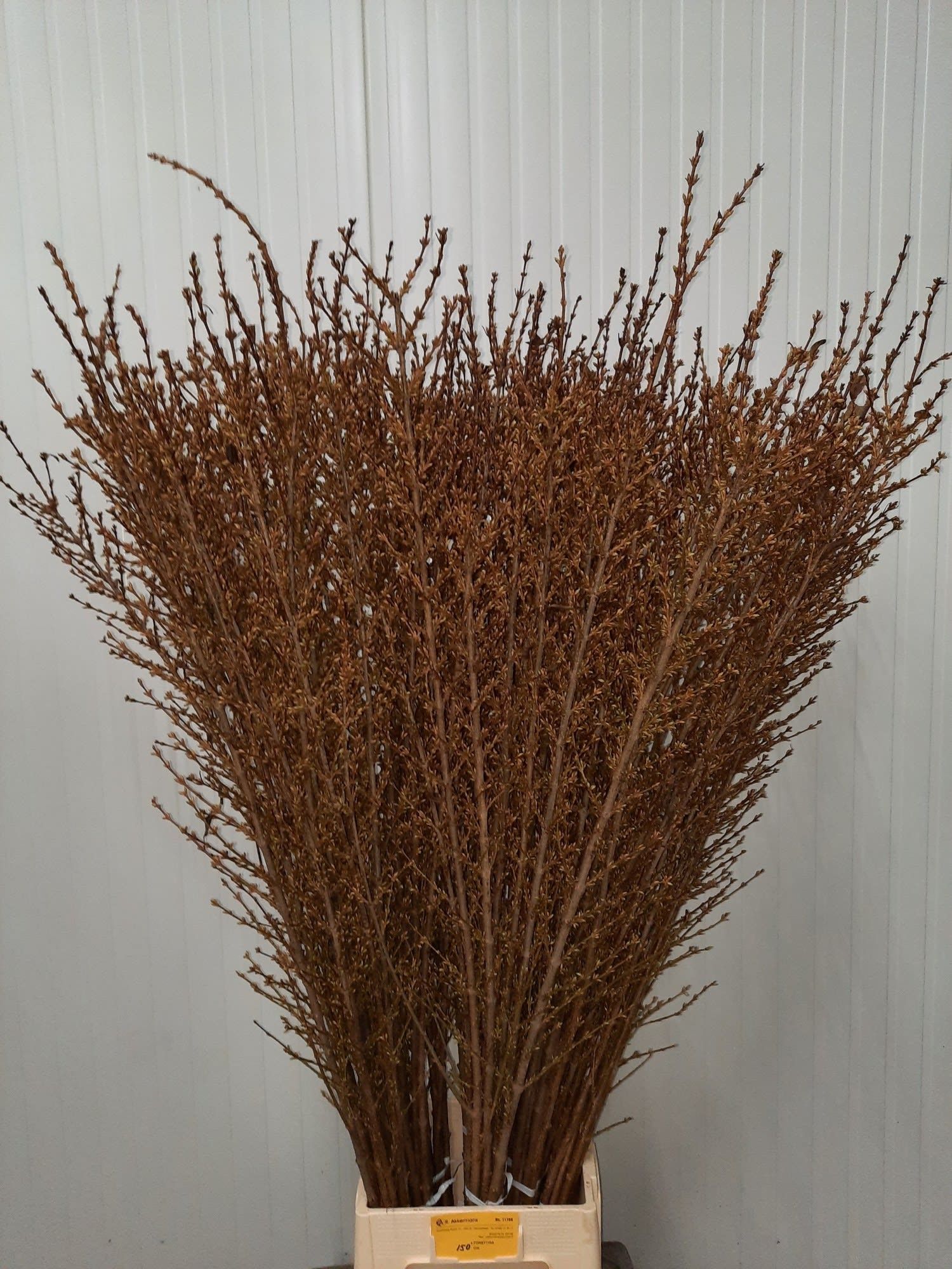 Форзиция Спектабилис 150 (желт.), шт.