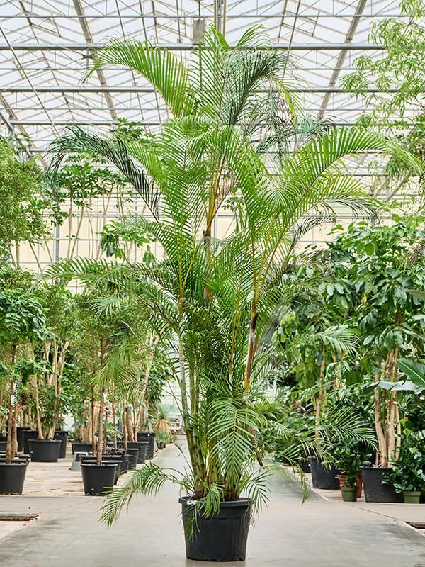 Dypsis (Areca) lutescens, D 60