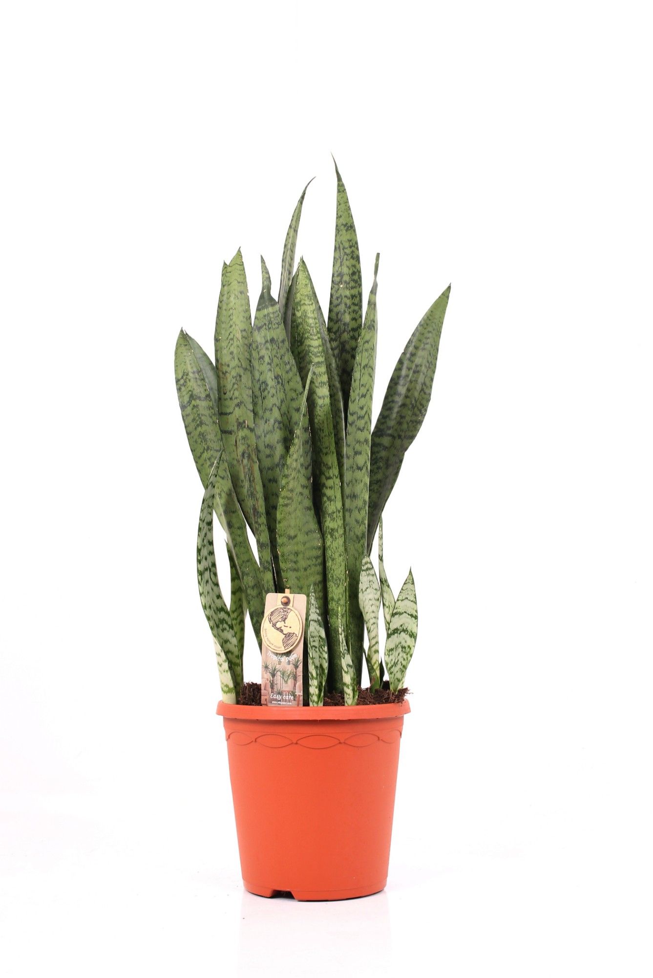 Sansevieria P21 Zeylanica, D 21