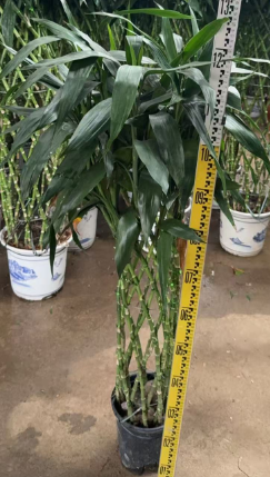 Драцена сандериана олл блэк базин бамбук баскет 20 120