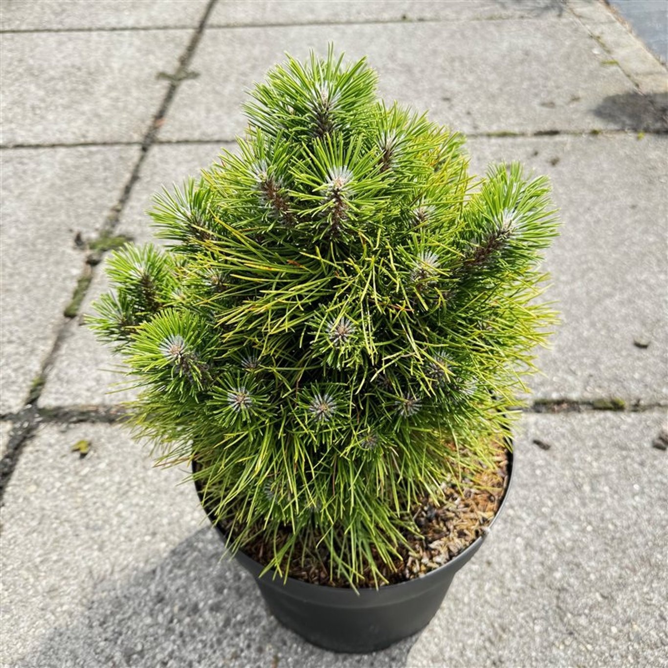 Pinus tabulaeformis 'Shenyang', D 29