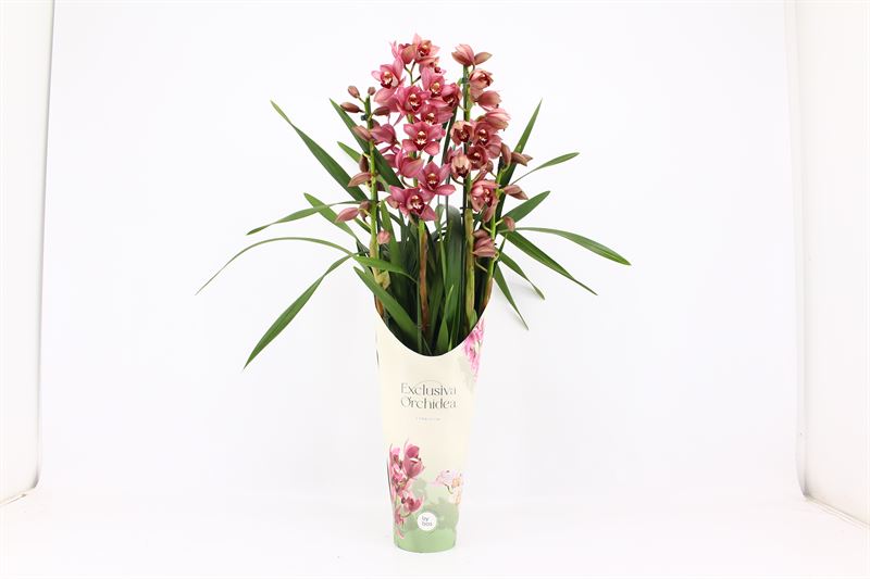 Potcover p14 exclusiva orchidea Cymbidium p14 Jolly Red 4T, D 14
