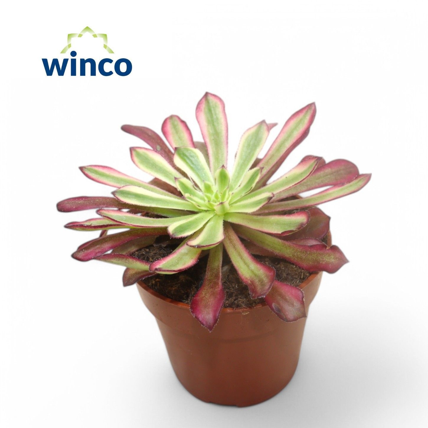 Aeonium Mardi Grass, D 8,5