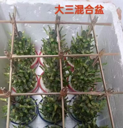 Драцена Сандериана Джуниор Трио 11 20