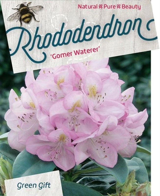 Rhododendron 'Gomer Waterer', D 38