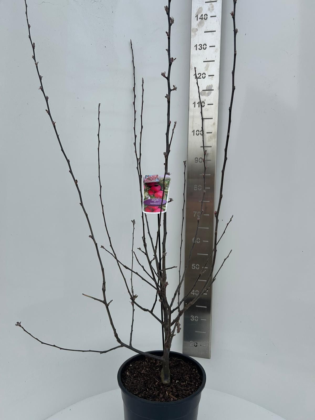 Malus transitoria Appletini, D 29