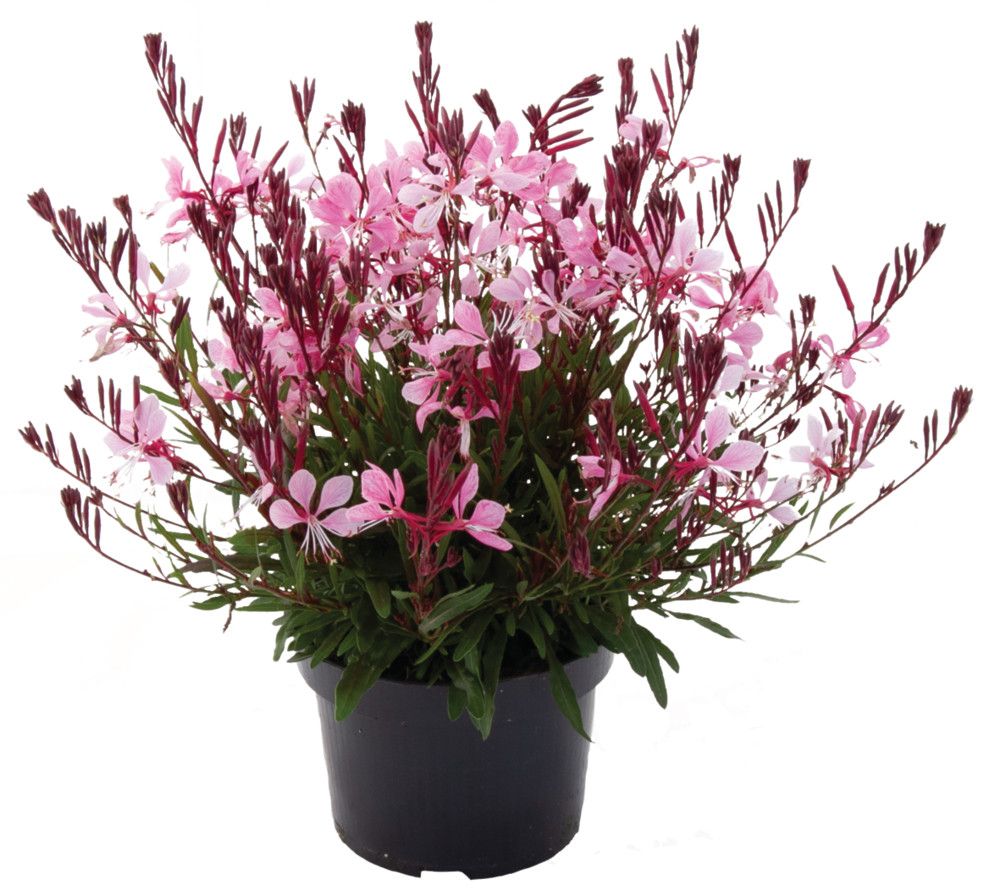 Gaura Pottburri T13, D 13