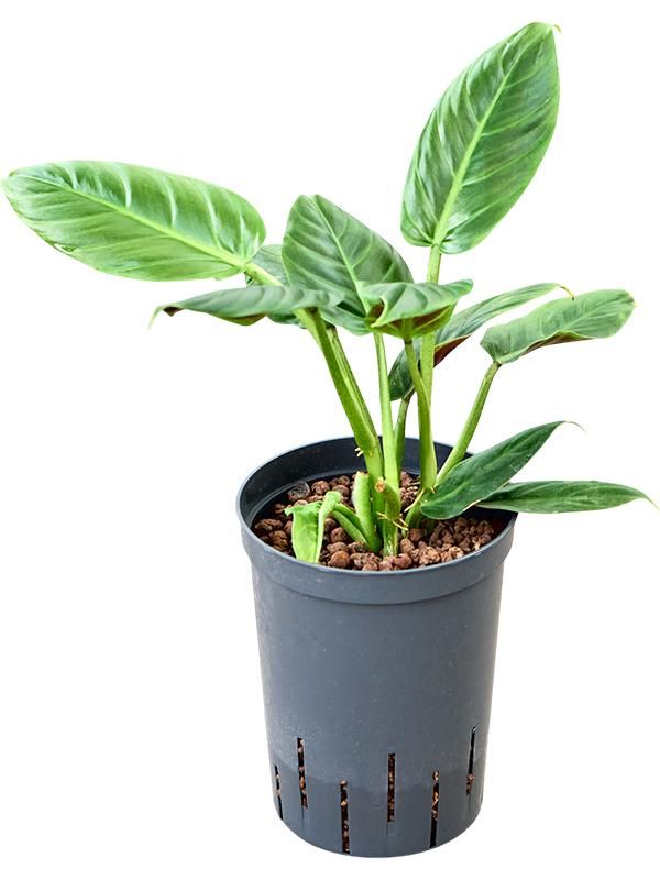 Philodendron 'Subhastatum', D 15