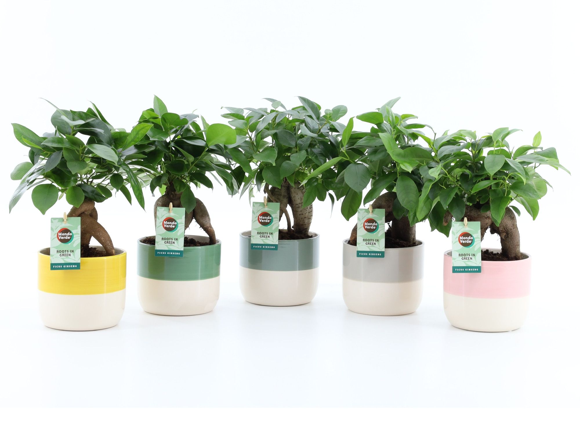 Ficus microcarpa Retusa in Two Tone keramiek, D 13 cm