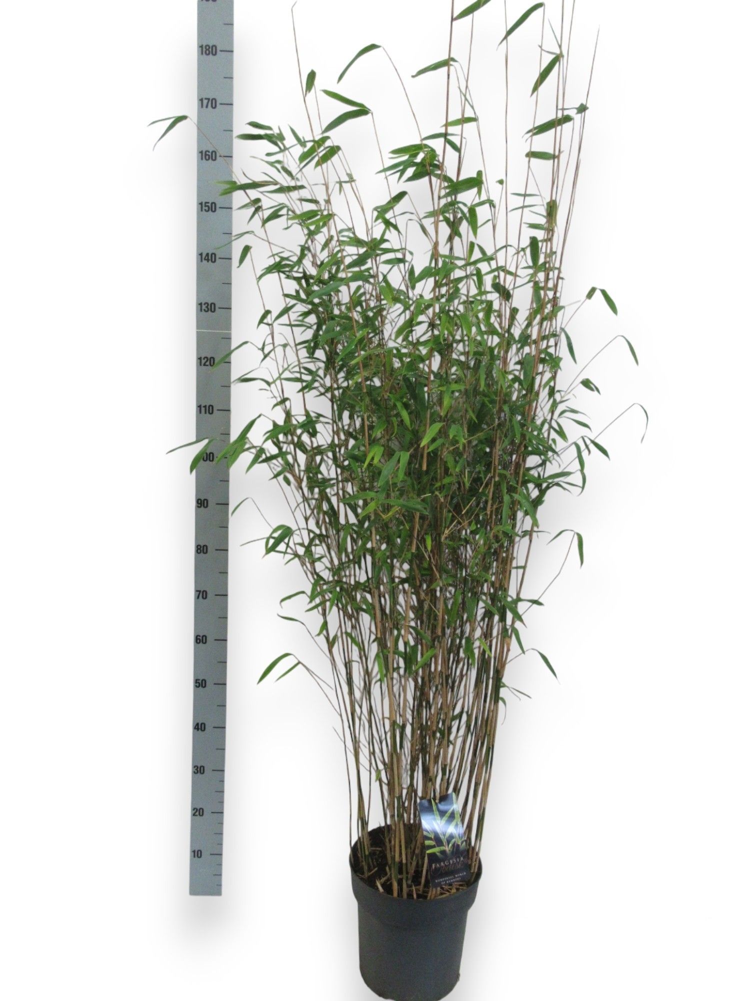 Fargesia 'Obelisk' ® C10/P27 - Niet-woekerende Bamboe, D 27 cm