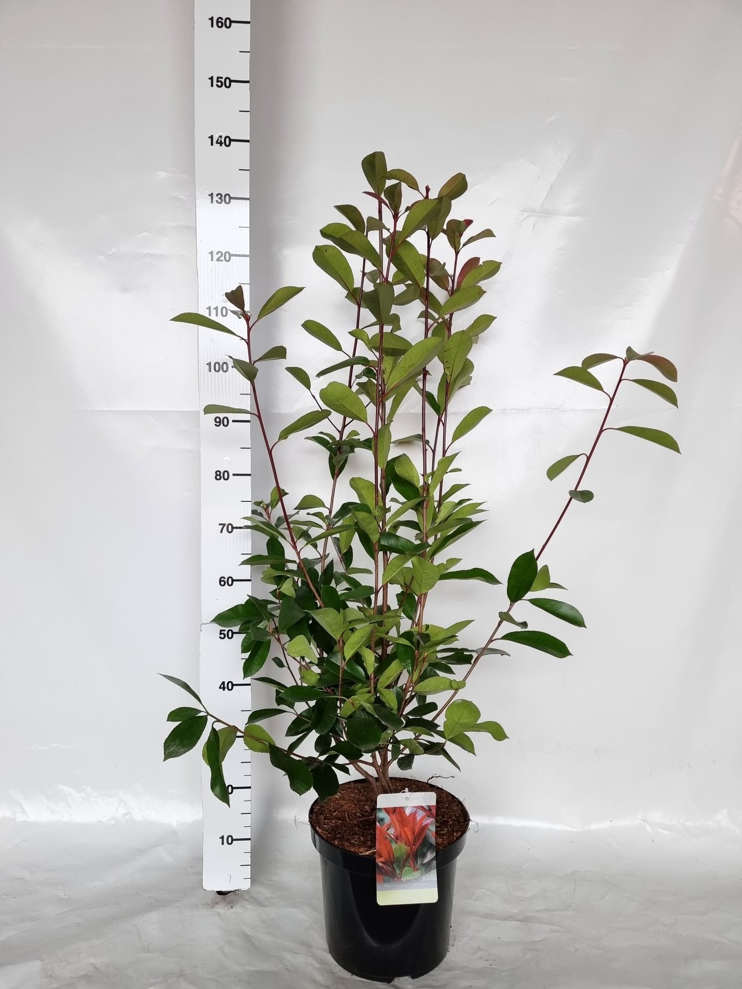 Photinia fraseri 'Red Robin', D 30