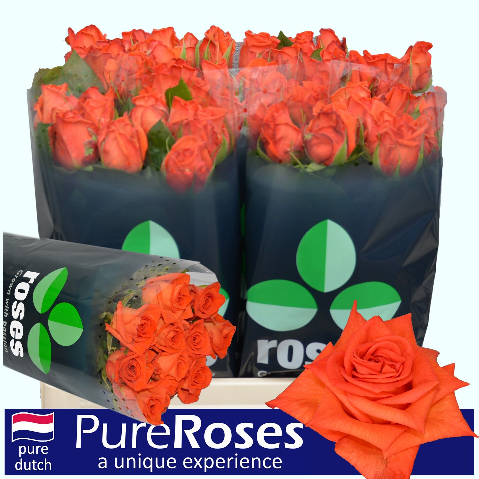 Роза од. Наранья 60, шт.