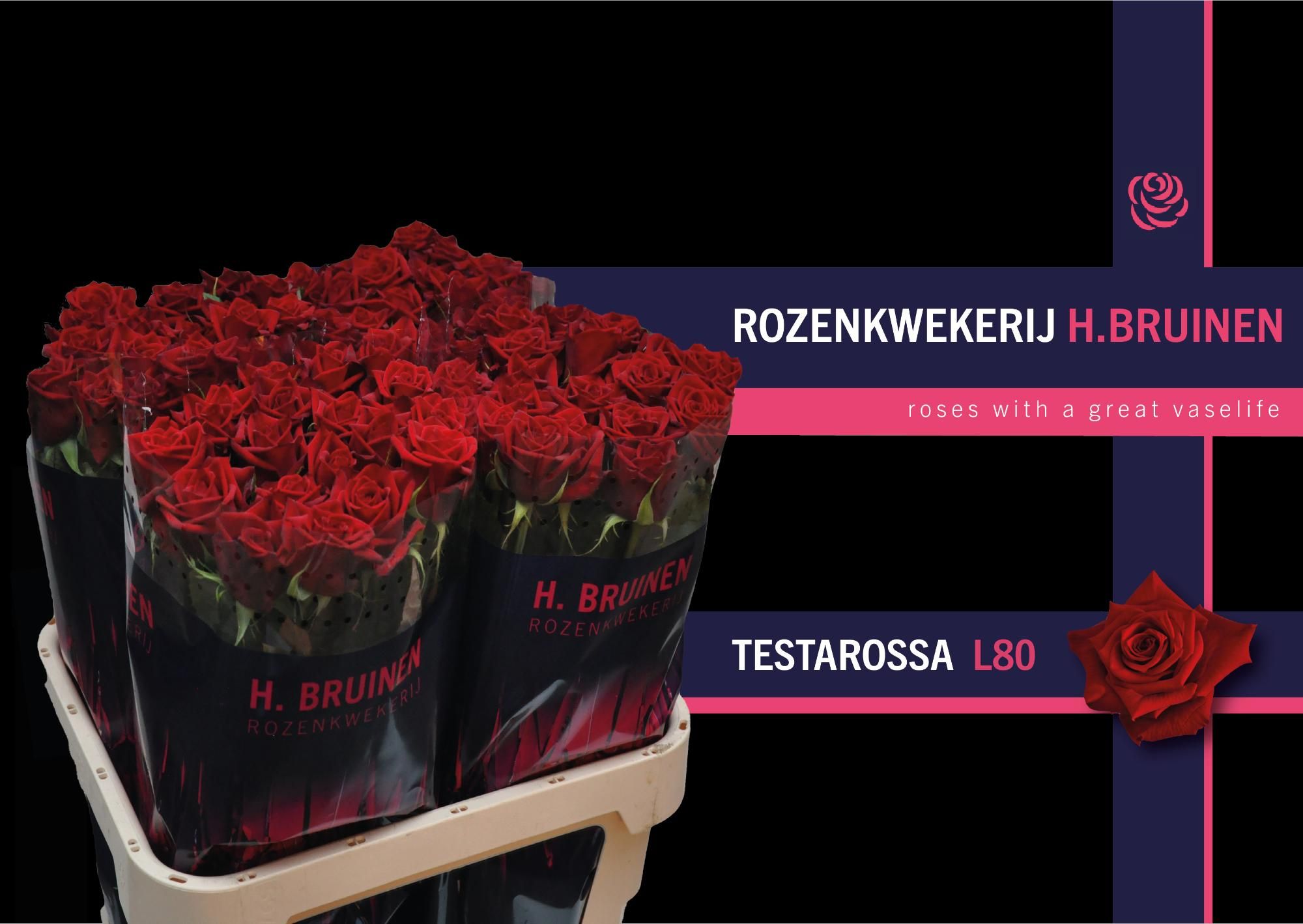 Роза од. Тестаросса 80, шт.