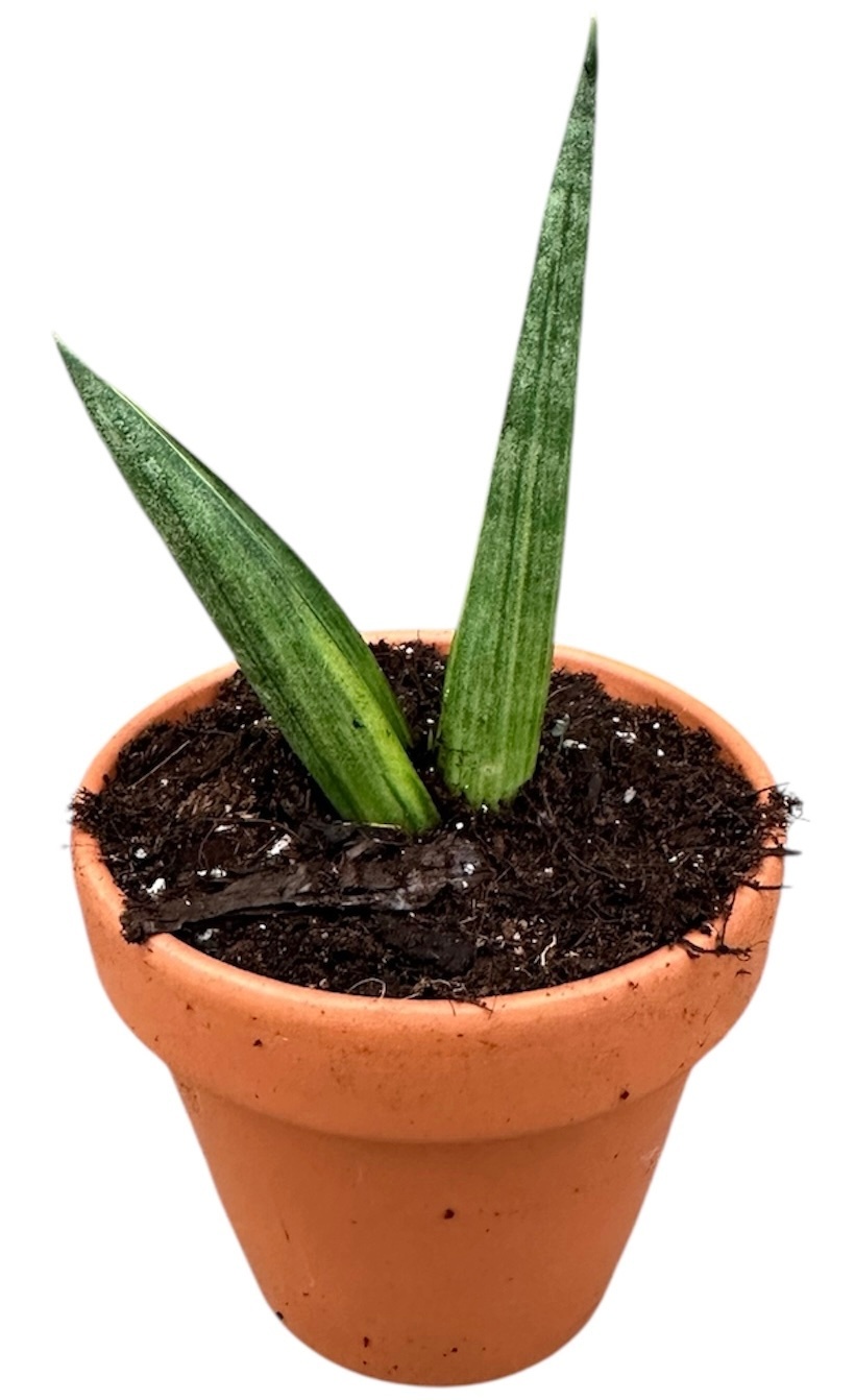 Sansevieria Boncel Variegata, D 8