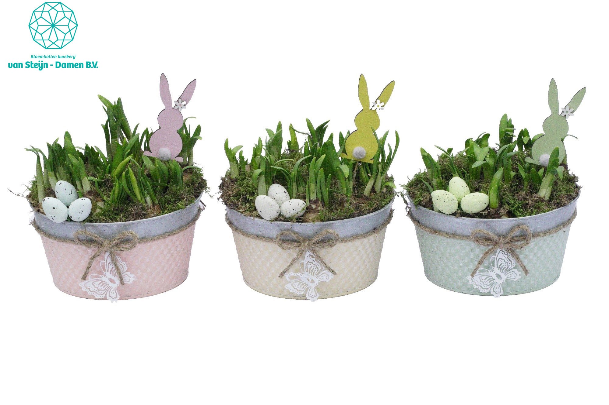 Narcissus 'Round Zink Spring', D 25