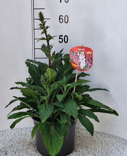Digitalis Hybrid, verschillende kleuren, D 23
