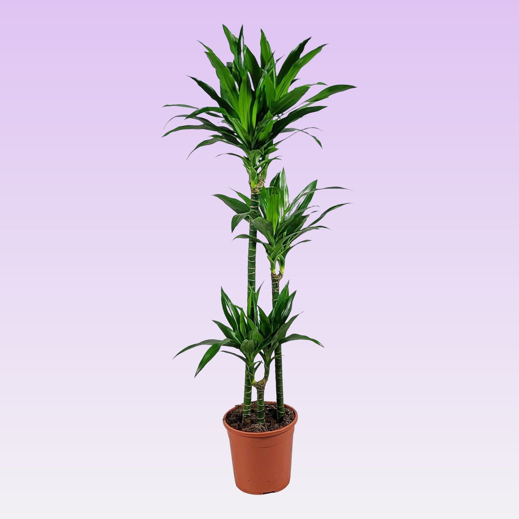 Dracaena Janet Craig 90-60-30 140cm, D 24 cm