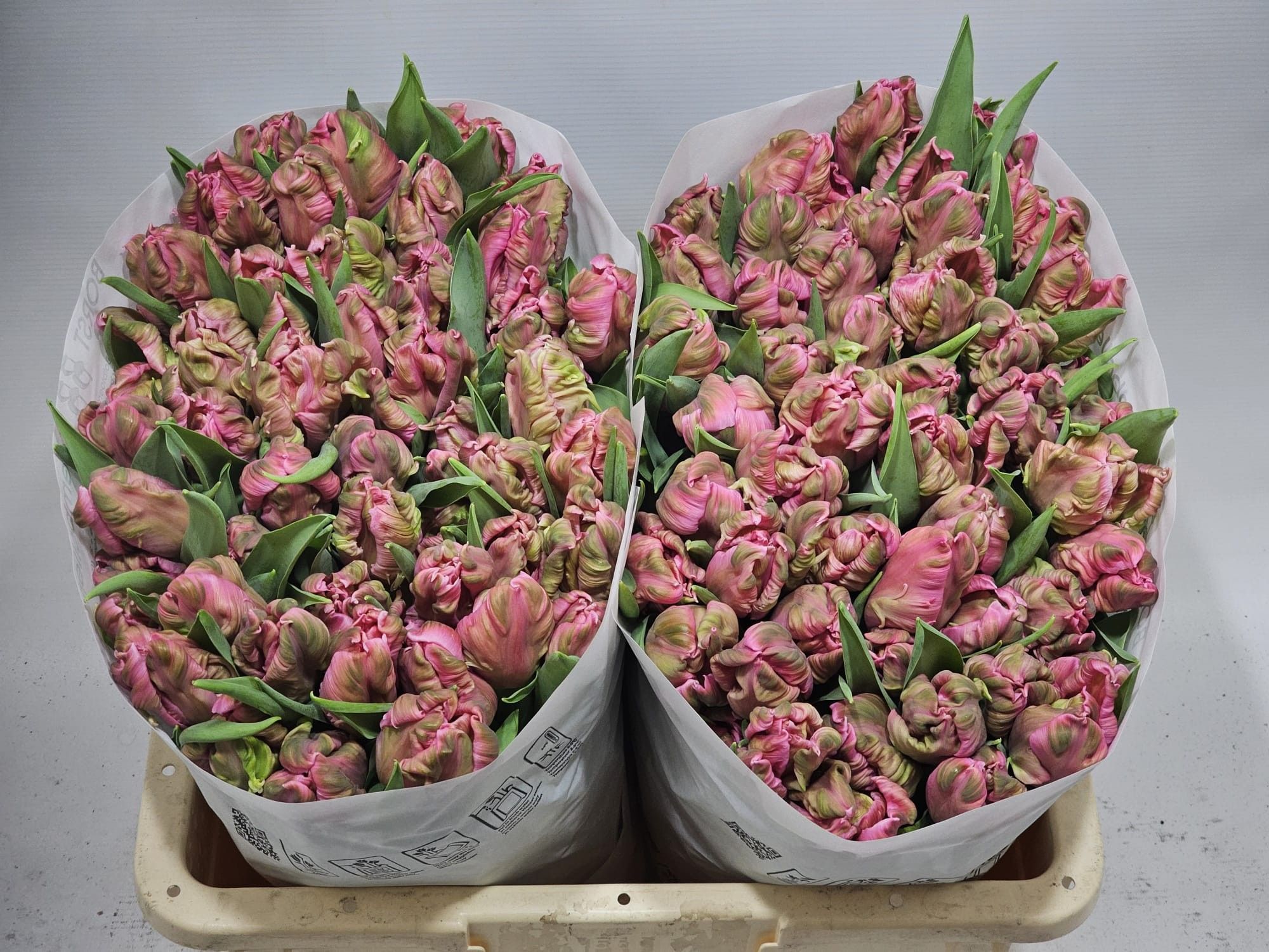 Тюльпан Пэррот Марвел Пэррот (ярко-роз.), шт.