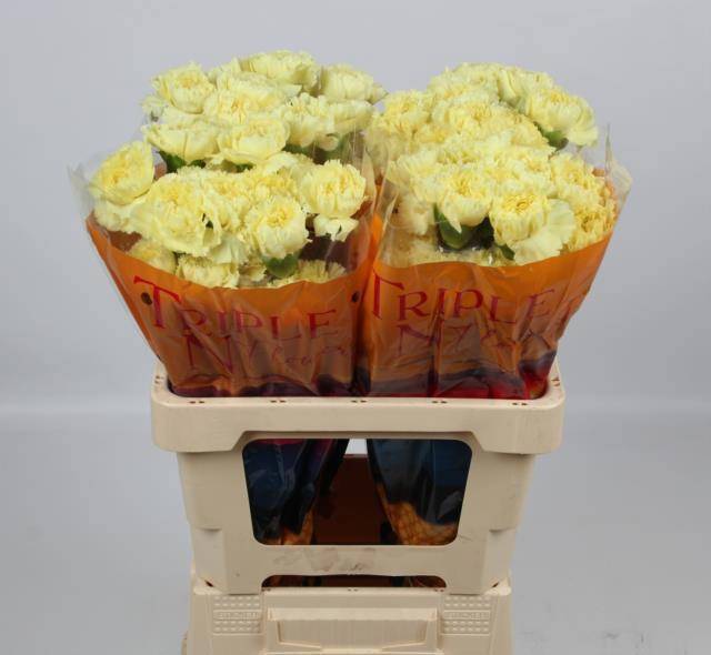 Диантус од. Луиза, шт.