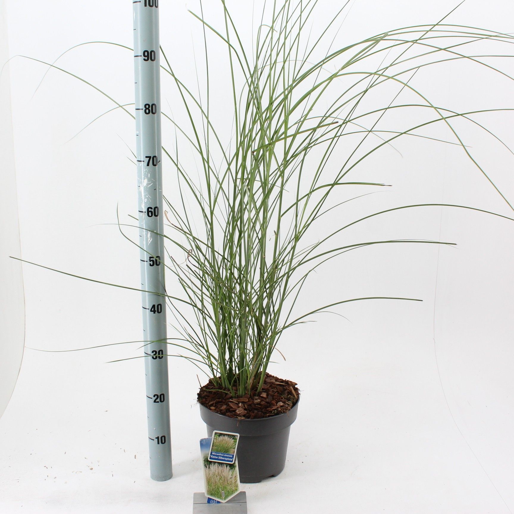 Miscanthus sin. 'Kleine Silberspinne', D 23