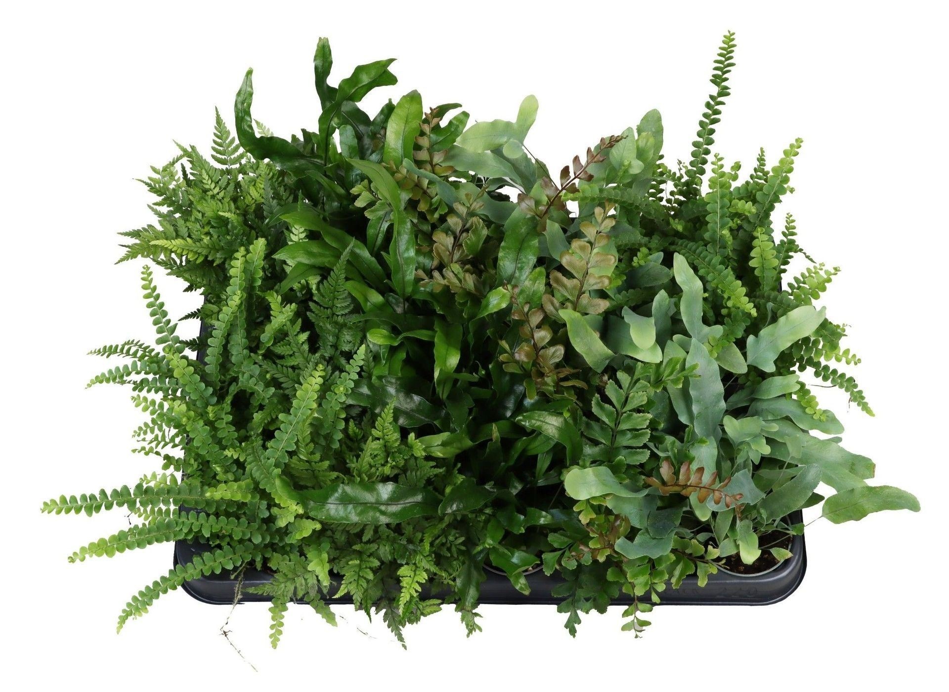 Fern Mix x20, D 6