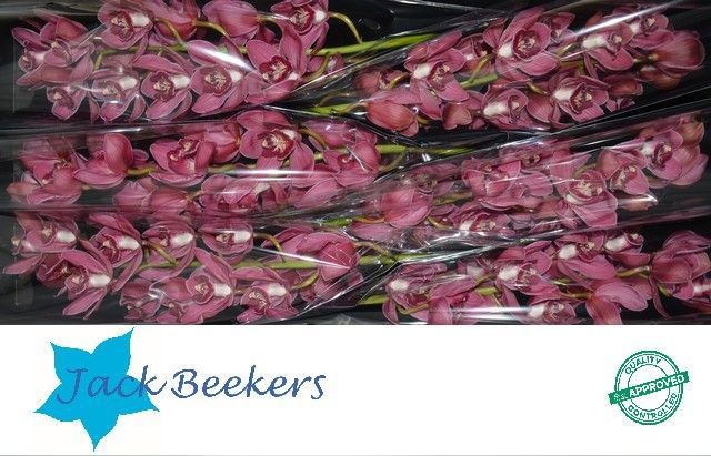 Цимбидиум Рэд Дрим x6 80, шт.