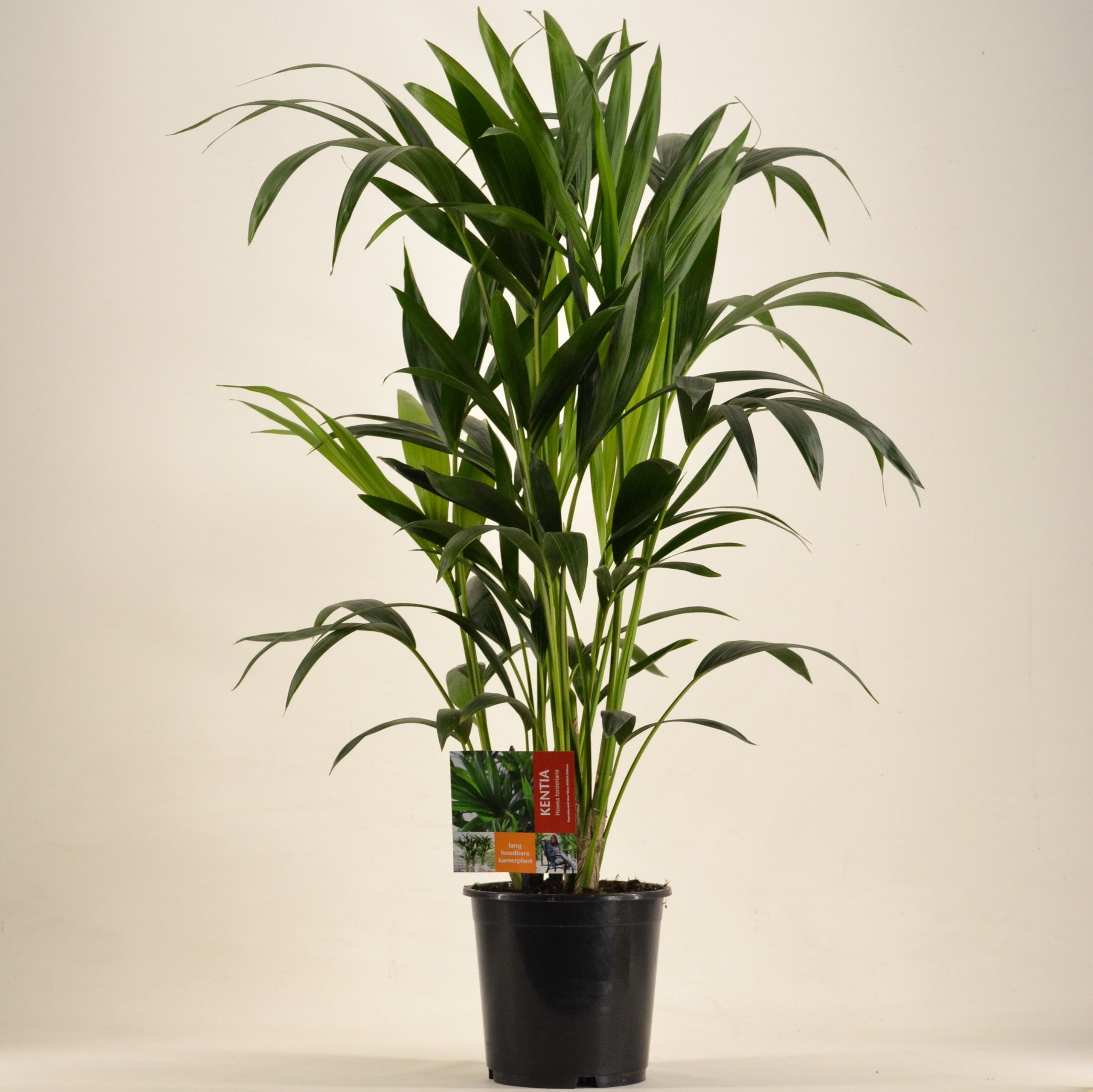 KENTIA - P19 H90 - 6PP (Howea forsteriana), D 19