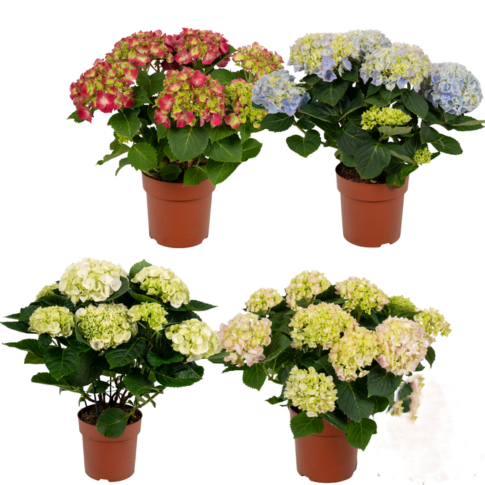 855 VDBE : Pot 14 cm HYDRANGEA mix colors 4-6 flowers, D 14