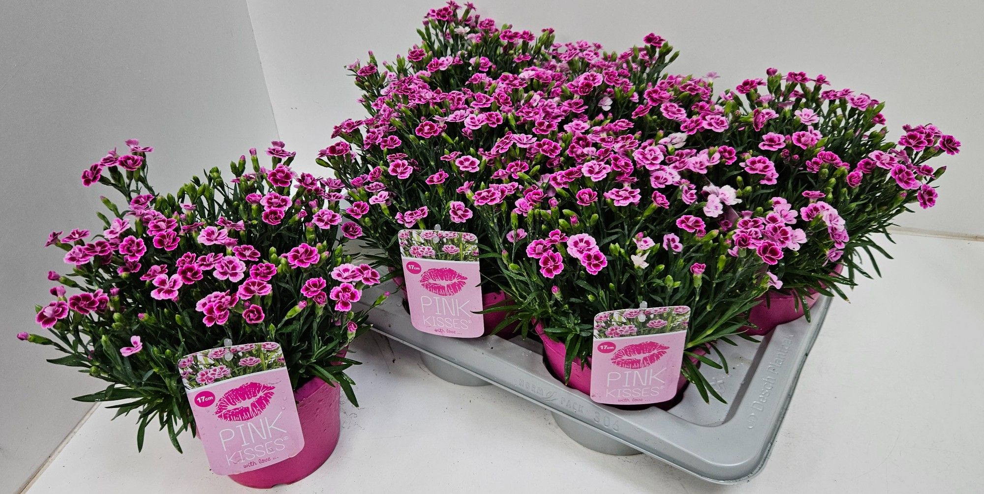 Dianthus Pink Kisses in roze sierpot, D 17