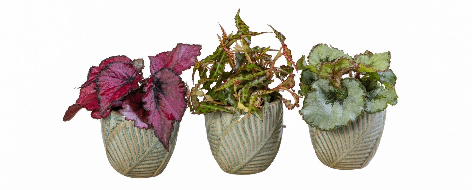 L 66062 With Begonia Mix 6 cm, D 6