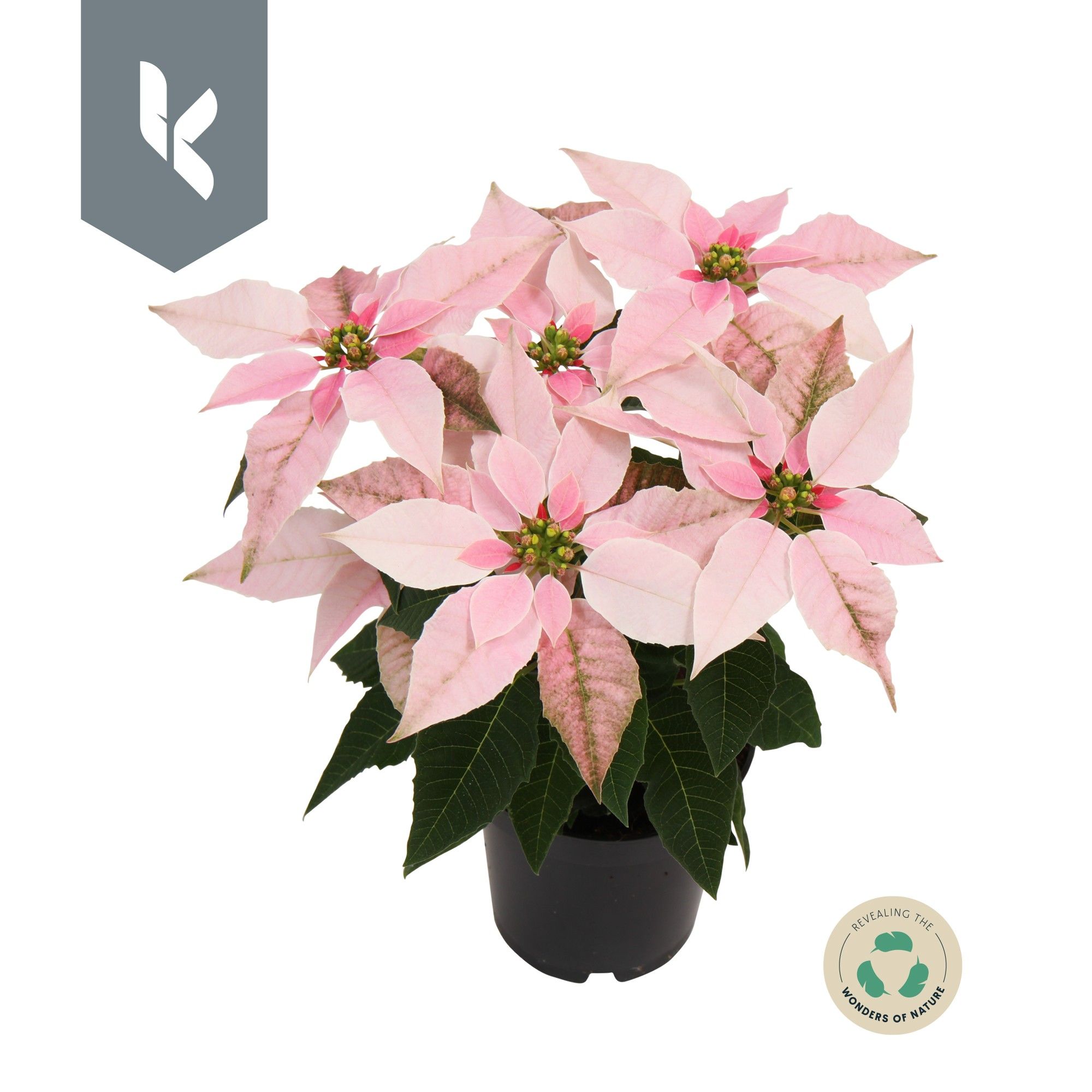 Princettia Pink, D 10,5 cm