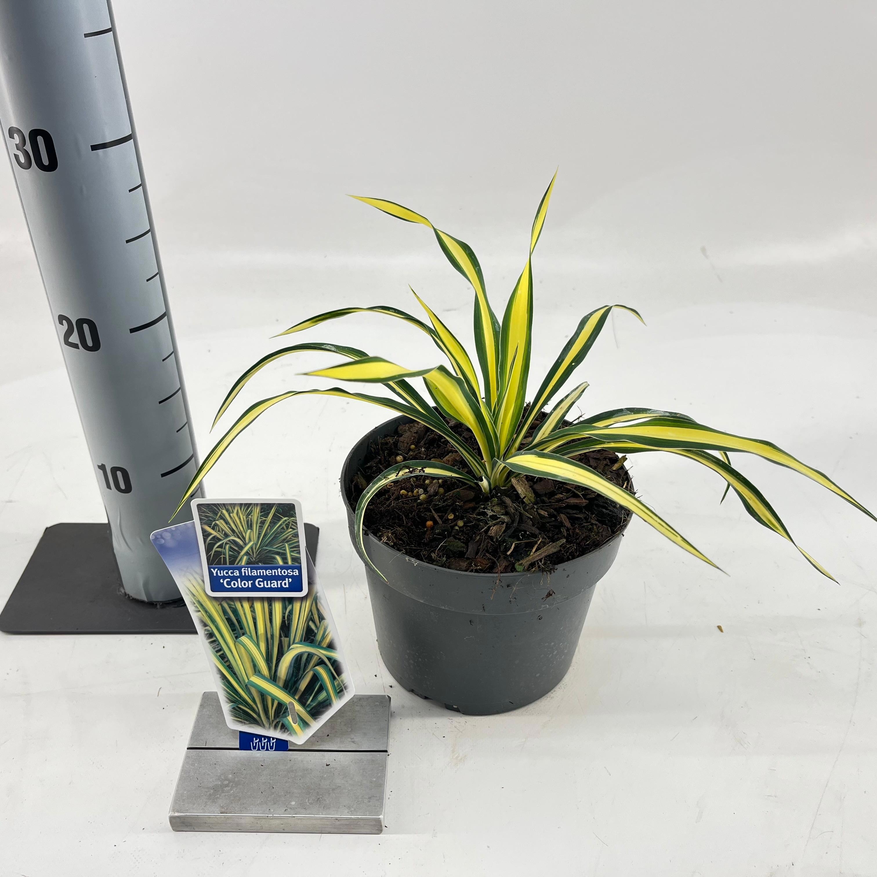 Yucca filamentosa 'Color Guard', D 17