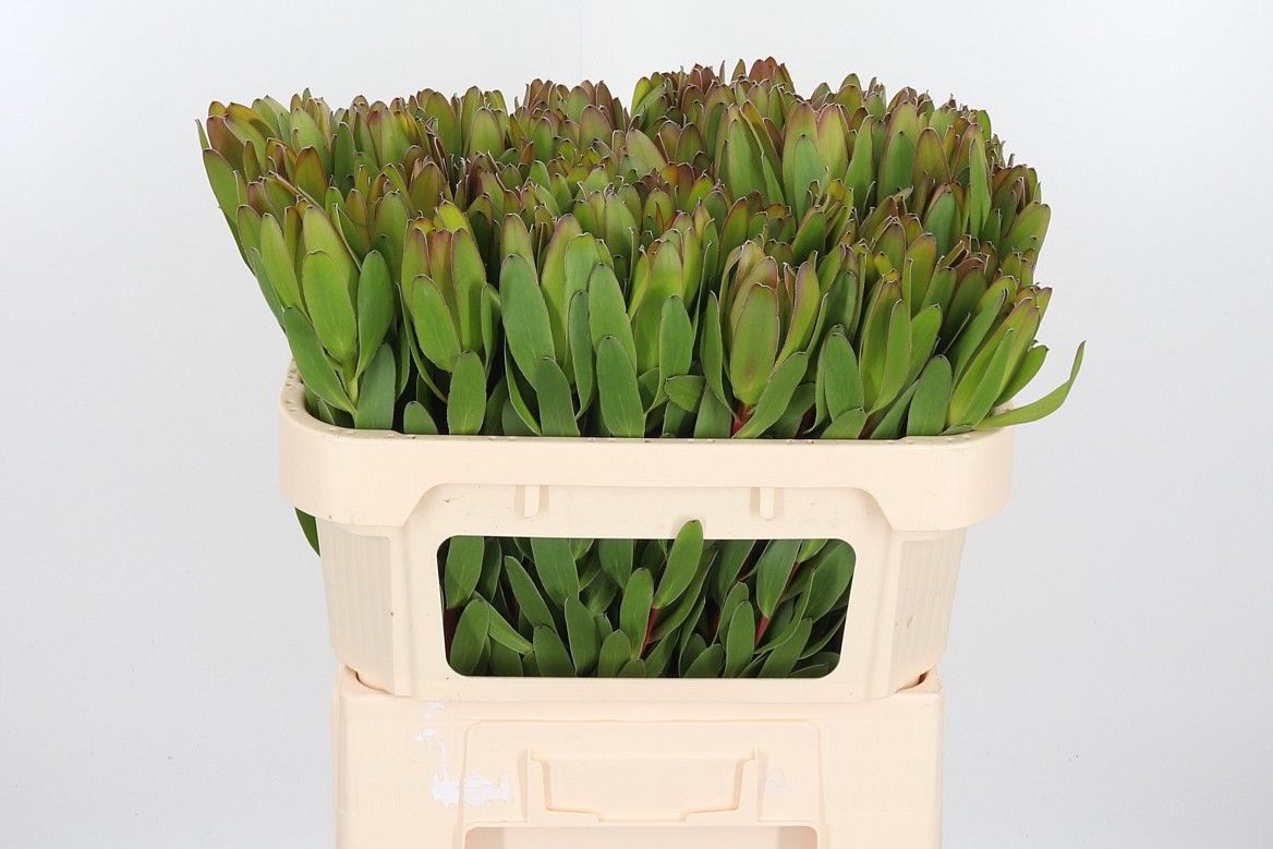 Леукадендрон Сафари Голдстрайк 70, шт.