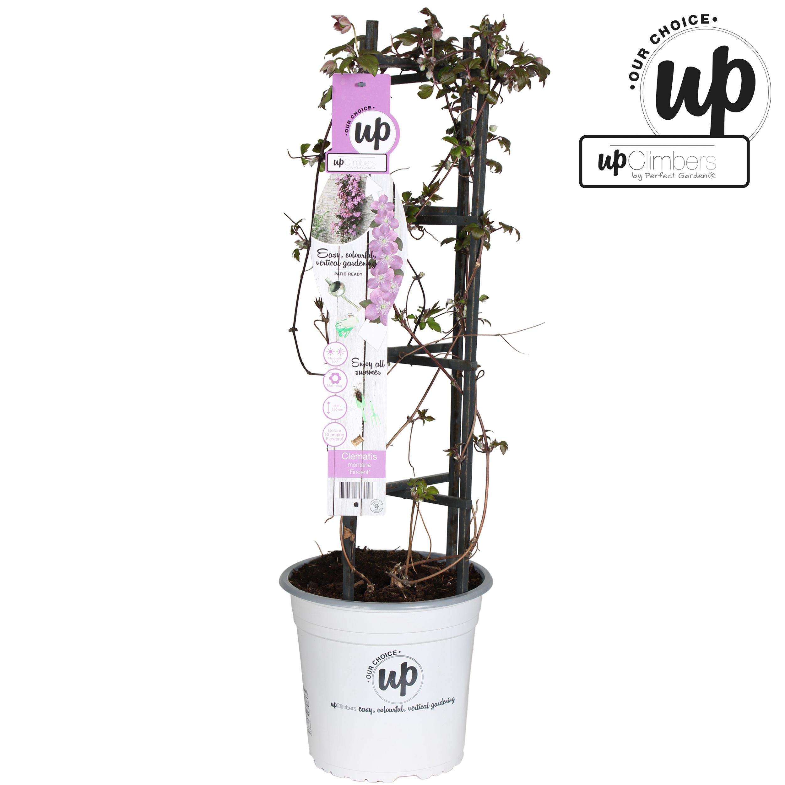 Clematis Montana 'Fincent'® P23, D 23