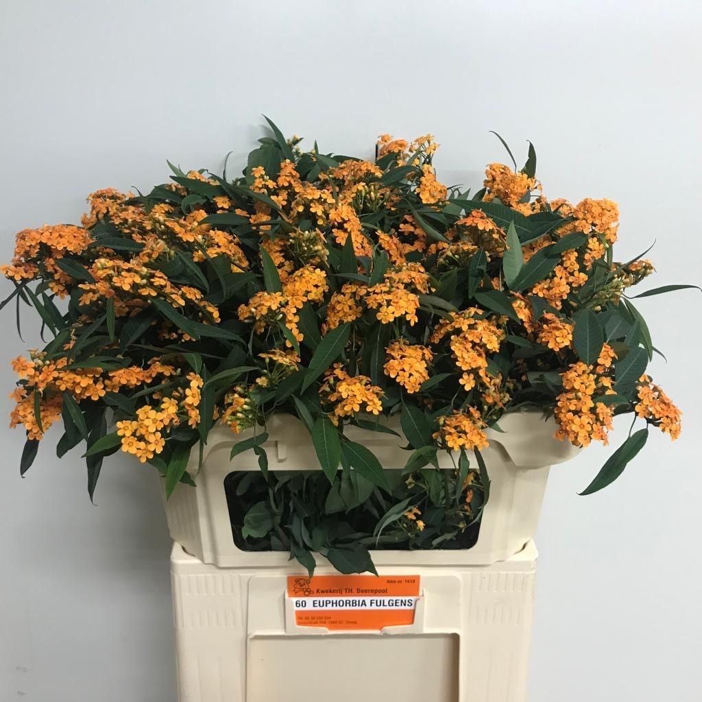 Эуфорбия куст. Санстрим 70, шт.