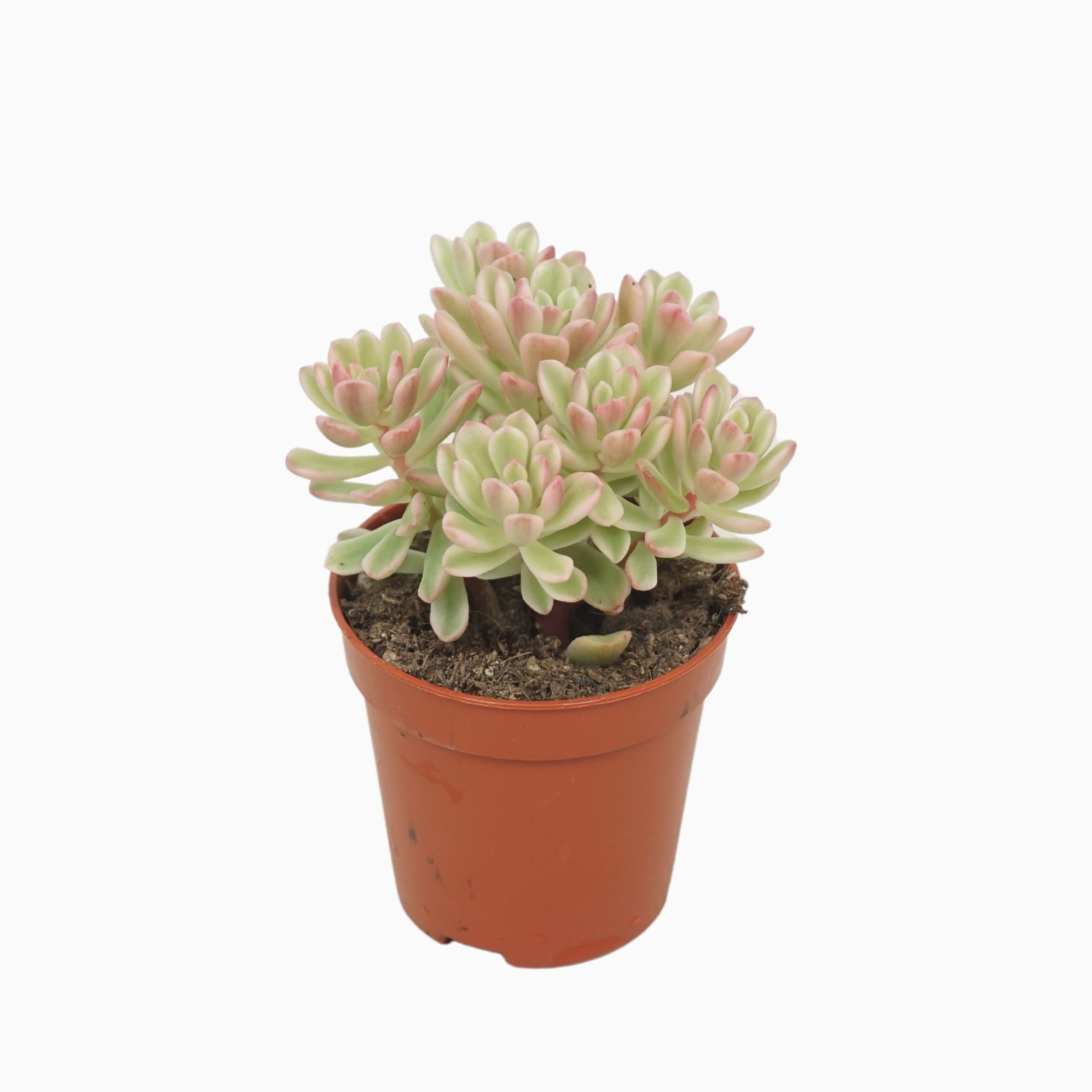Sedum Alice 'variegata' 5,5 cm., D 5,5 cm Sedum Alice 'variegata' 5,5 cm., D 5,5 cm