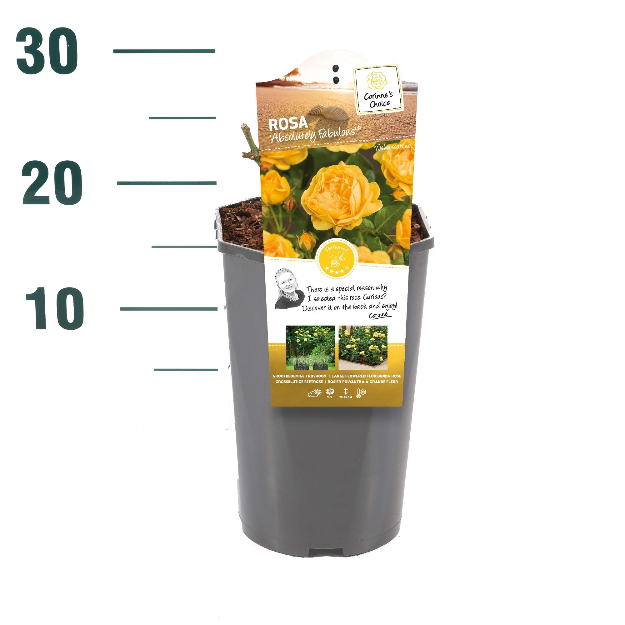 Rosa 'Absolutely Fabulous' - Struik - C3rp - Categorie 3, D 19 cm